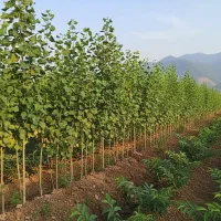 نهال صنوبــر پربازده انتخابی برای نسل آینده|خدمات باغبانی و درختکاری|فسا, |دیوار