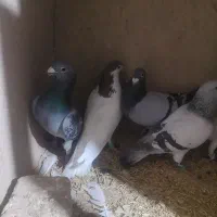 هفت عدد حیون پرشی