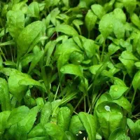 سبزی تره شاهی و گشنیز