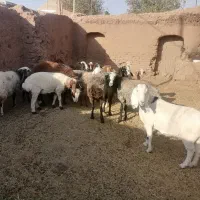 میش|حیوانات مزرعه|داورزن, |دیوار