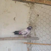 کل دم سیاه پر