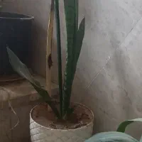 گل طبیعی|گل و گیاه طبیعی|دورود, |دیوار