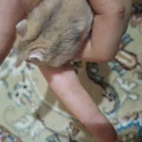 همستر  کمپل|موش و خرگوش|تهران, شهرک فردوس (حسینی)|دیوار