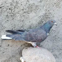 کبوتر قاره خرمایی نر غریبگیری