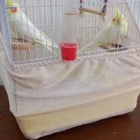 ۲عدد عروس هلندی