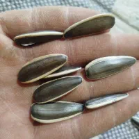 انواع تخمه آفتابگردان