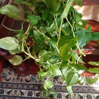 آبشار گل|گل و گیاه طبیعی|اصفهان, شهرک ولیعصر|دیوار