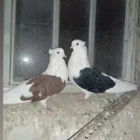 کشیده بلند|پرنده|اقلید, |دیوار