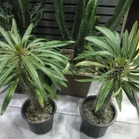 گل طبیعی|گل و گیاه طبیعی|کرج, حصارک بالا|دیوار