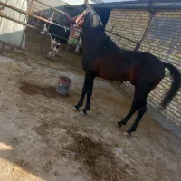 اسب|اسب و تجهیزات اسب‌سواری|ساروق, |دیوار