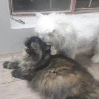 گربه پرشین نر و ماده