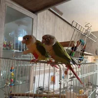 فروش گرینچیک و عروس هلندی|پرنده|همدان, |دیوار