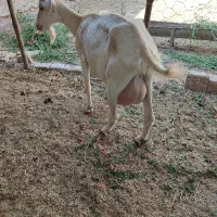 فروش بز سانن اصیل جوان و پرشیر