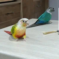 جفت گرینچیک نیمه دستی