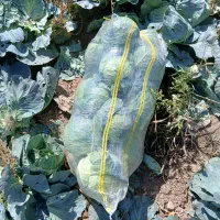 کلم برگ|گل و گیاه طبیعی|اهر, |دیوار