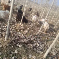 بزغاله|حیوانات مزرعه|پلدشت, |دیوار