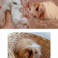 بچه خرگوش لوپ هلندی اصیل و خوکچه هندی فشن موبلند|موش و خرگوش|تهران, تهرانپارس شرقی|دیوار