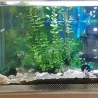 اکواریوم ۳ عدد