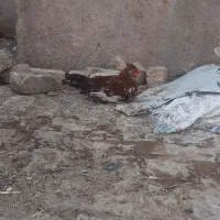 خروس گلین|حیوانات مزرعه|قم, نیروگاه|دیوار
