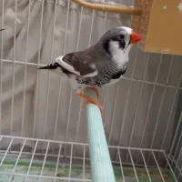 فنچ بنگالی و لپ سیاه|پرنده|جهرم, |دیوار