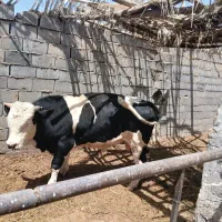 فروش گوساله نر