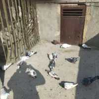 کفتر رنگه|پرنده|مشهد, ابوذر|دیوار