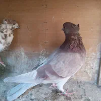 کفتر|پرنده|ری, صفاییه (چشمه علی)|دیوار