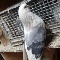 پشت سبز درشت|پرنده|اشتهارد, |دیوار