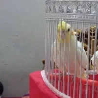 عروس لوتینو نر اوازخون