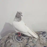 کله ای|پرنده|بم, |دیوار