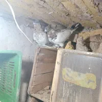 کبوتر ۶عدد سه جفت نروماده معاوضه با پلاکی