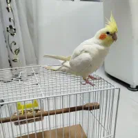 عروس هلندی لوتینوکاملا دستی|پرنده|لار, |دیوار