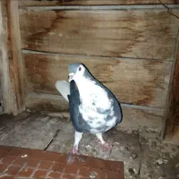 ماده سینه گلین|پرنده|مبارکه, |دیوار