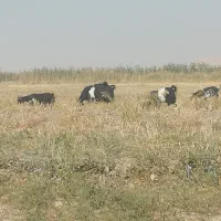 کولار|حیوانات مزرعه|مرودشت, دولت آباد|دیوار