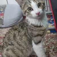 فروش بچه گربه سه ماهه