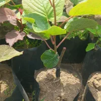 فروش نهال کیوی هایوارد و نهال کیوی خونی