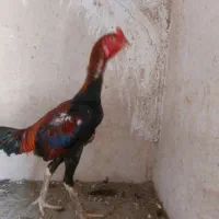 خروس ،جوجه خروس و جوجه مرغ وماده مرغ نژاد دار|حیوانات مزرعه|میناب, |دیوار