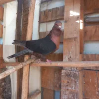 کبوتر تزیینی|پرنده|قم, الوندیه و گذر صادق|دیوار