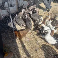 .انواع مرغ اردک بقلمون غاز.