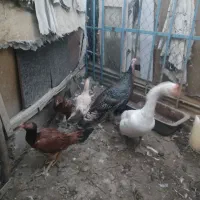 غاز .بوقلمون.مرغ|حیوانات مزرعه|چهاربرج, |دیوار