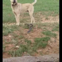 واگذاری سگ سرابی