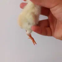 جوجه لاری افغان ۵ دانگ