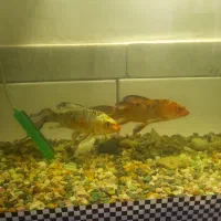 ماهی کوی و لجن خوار