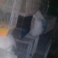 قفس|لوازم جانبی حیوانات|شیروان (خراسان), |دیوار