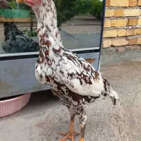 فریک 7ماهه