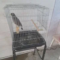 پرنده مینا|پرنده|اهواز, سلیم آباد(سه راه خرمشهر)|دیوار