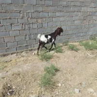 ۱بزپاکستانی اصیل
