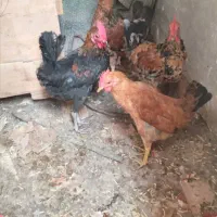 فروش جوجه خروس و جوجه مرغ محلی