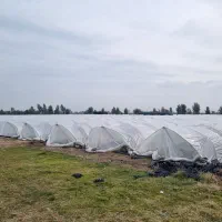زمین کشاورزی با کنتور برق شخصی  مناسب برای باغ