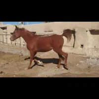 کره نریان پر خون